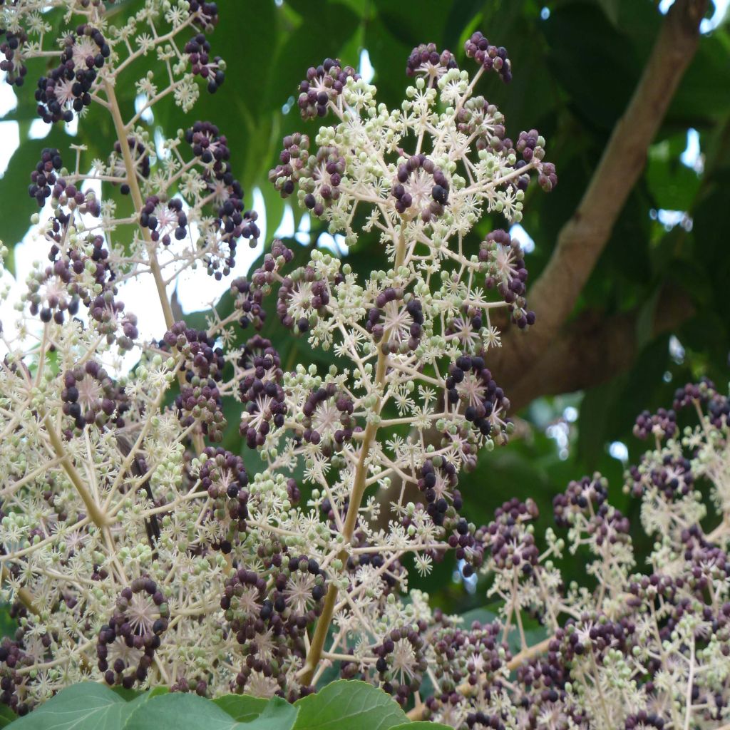 Aralia elata - Aralie