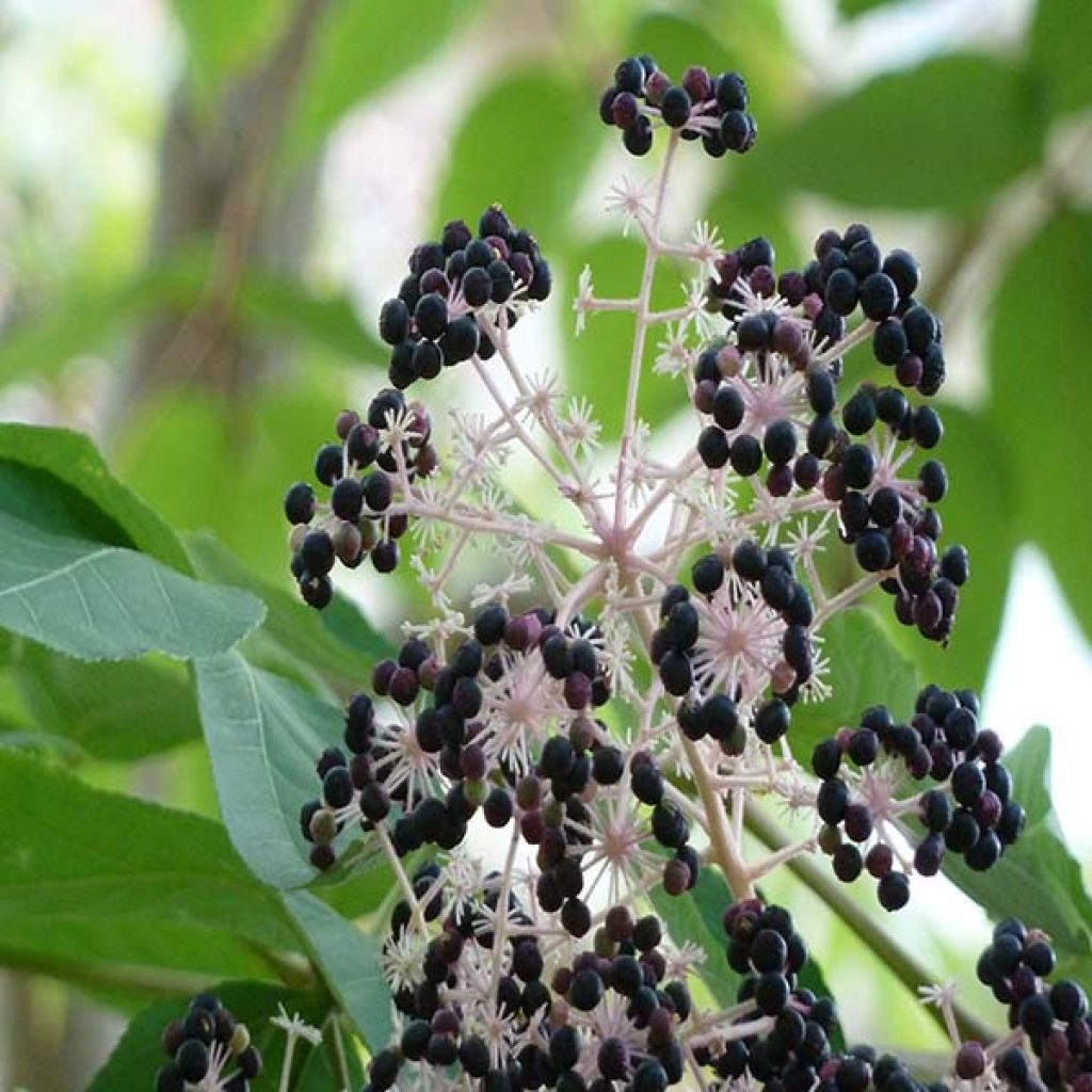 Aralia elata - Angélique en arbre du Japon