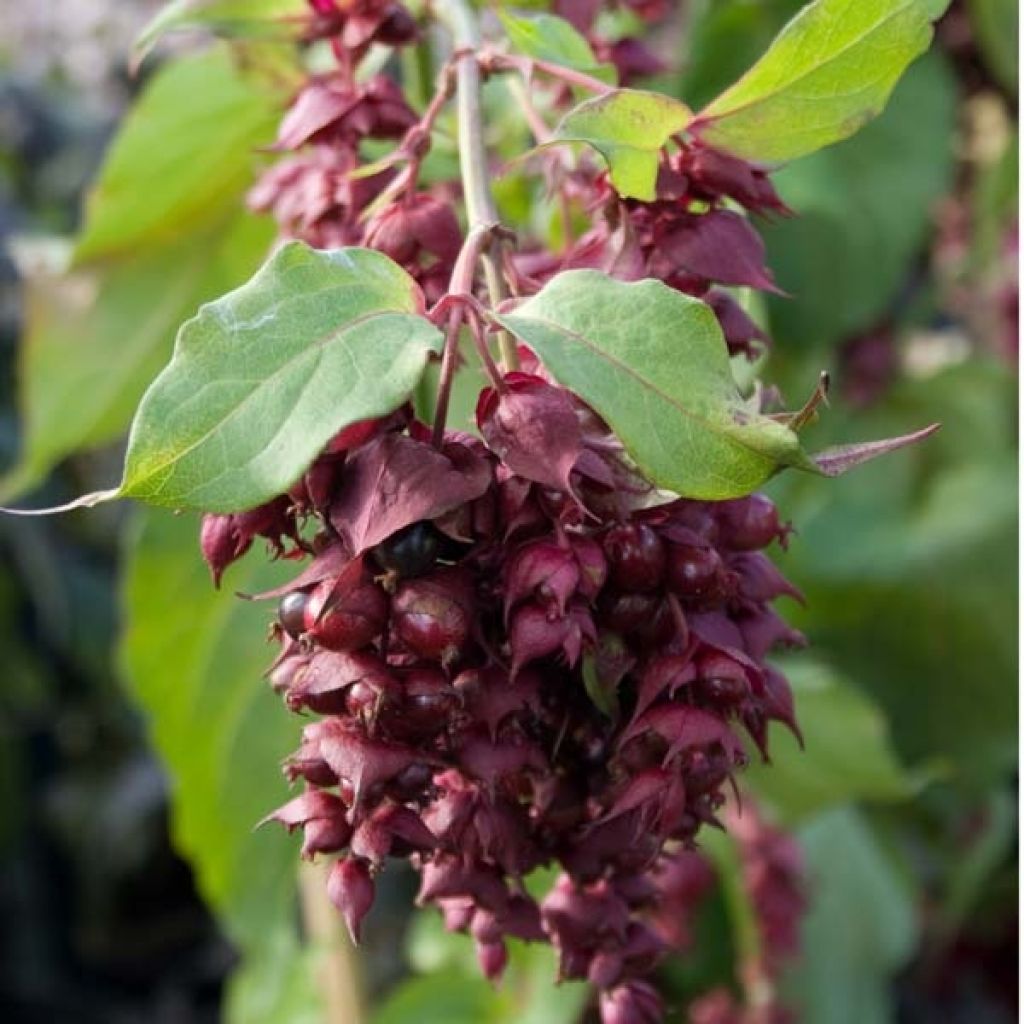 Leycesteria formosa Purple Rain - Buntdachblume