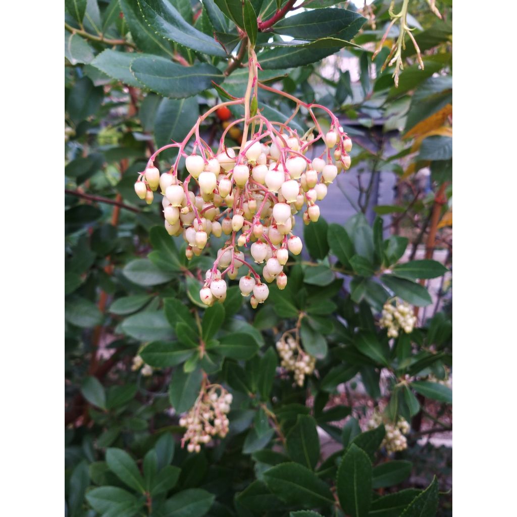 Westlicher Erdbeerbaum - Arbutus unedo