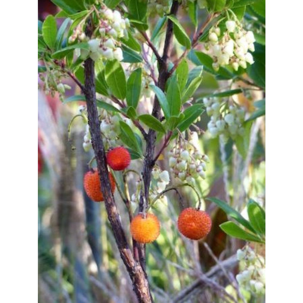 Arbutus unedo Compacta - Westlicher Erdbeerbaum