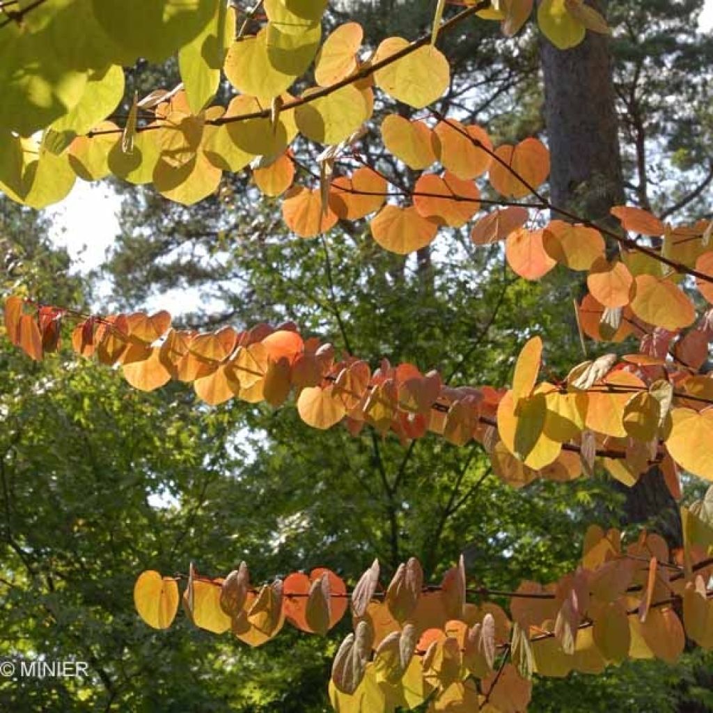 Japanischer Kuchenbaum - Cercidiphyllum japonicum