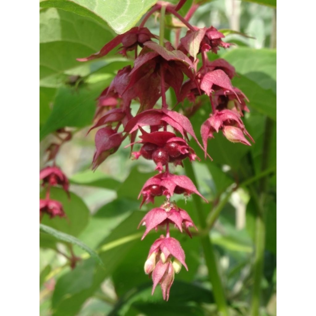 Leycesteria formosa Purple Rain - Buntdachblume