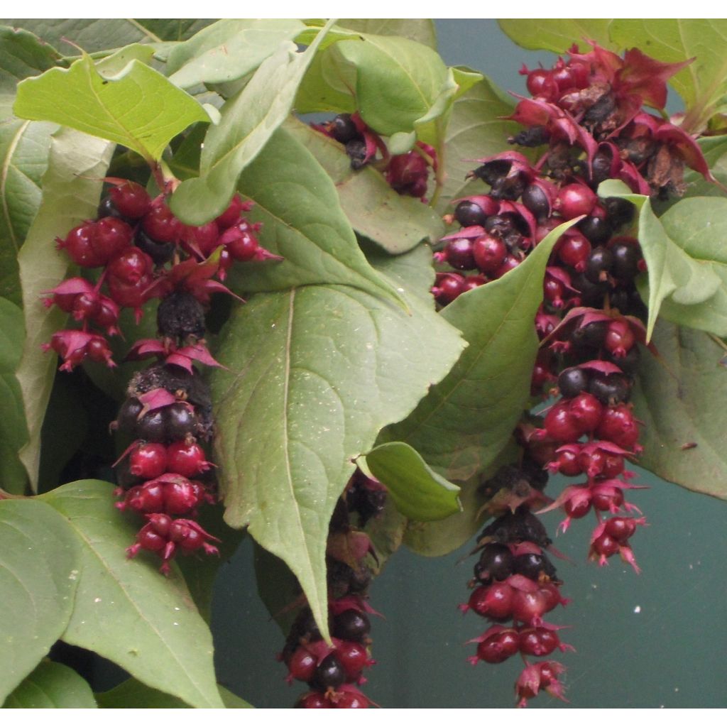 Leycesteria formosa Purple Rain - Buntdachblume