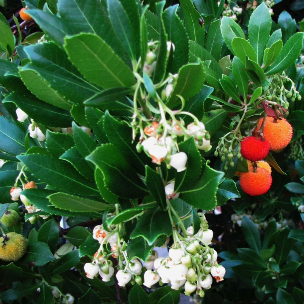 Westlicher Erdbeerbaum - Arbutus unedo