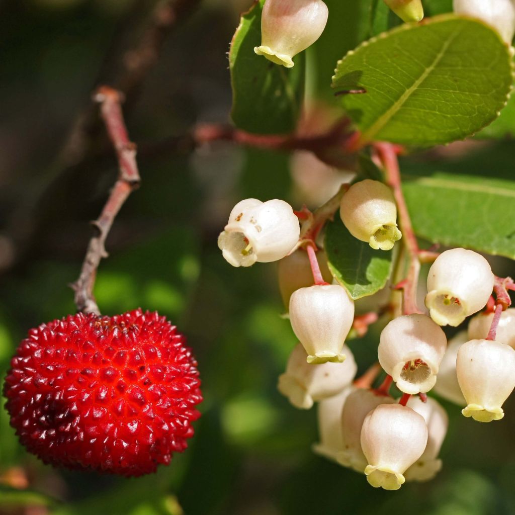 Westlicher Erdbeerbaum - Arbutus unedo