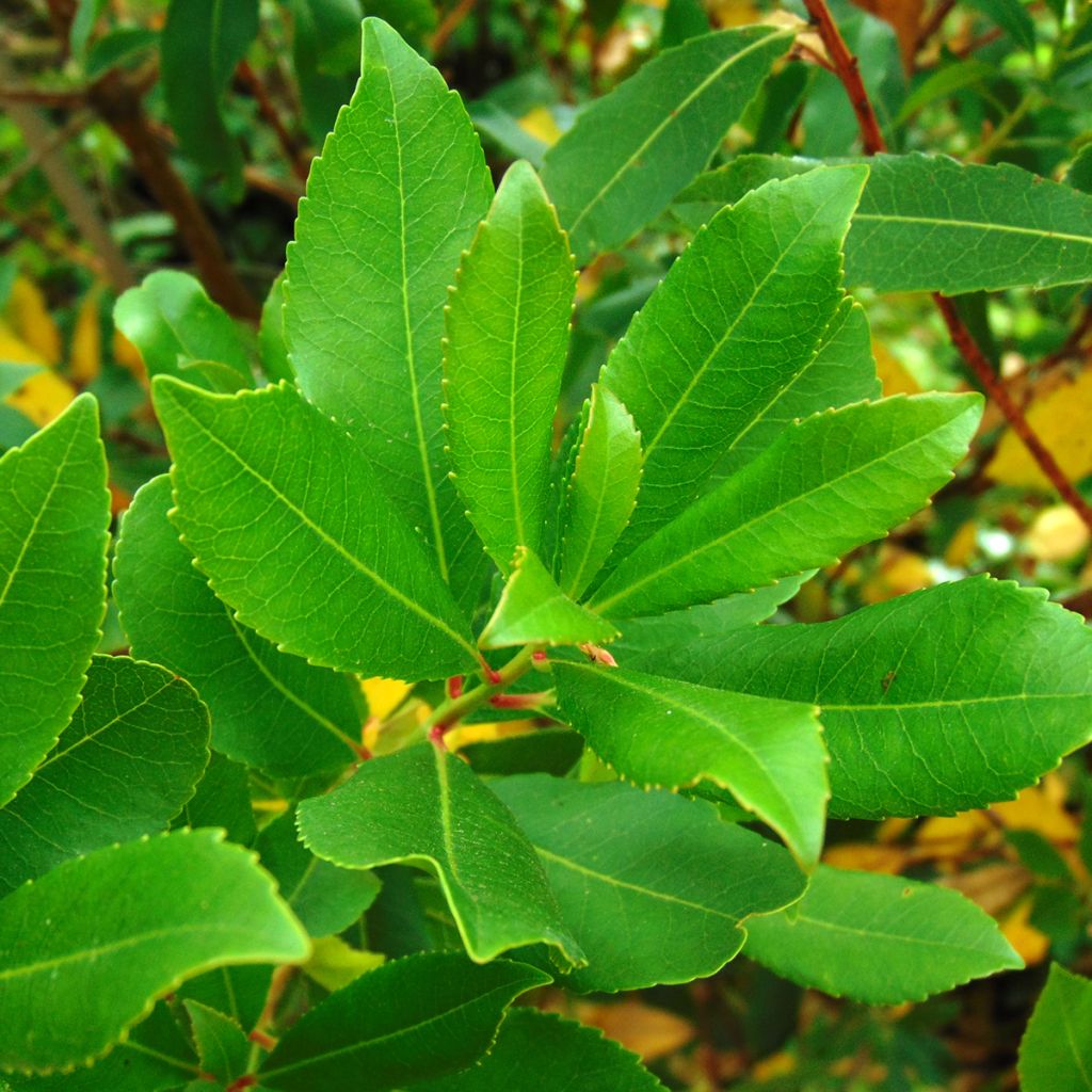 Westlicher Erdbeerbaum - Arbutus unedo