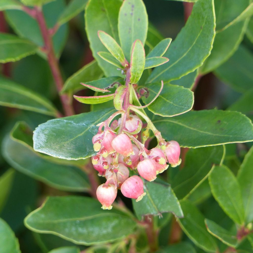 Arbutus unedo Roselily Minlily - Westlicher Erdbeerbaum