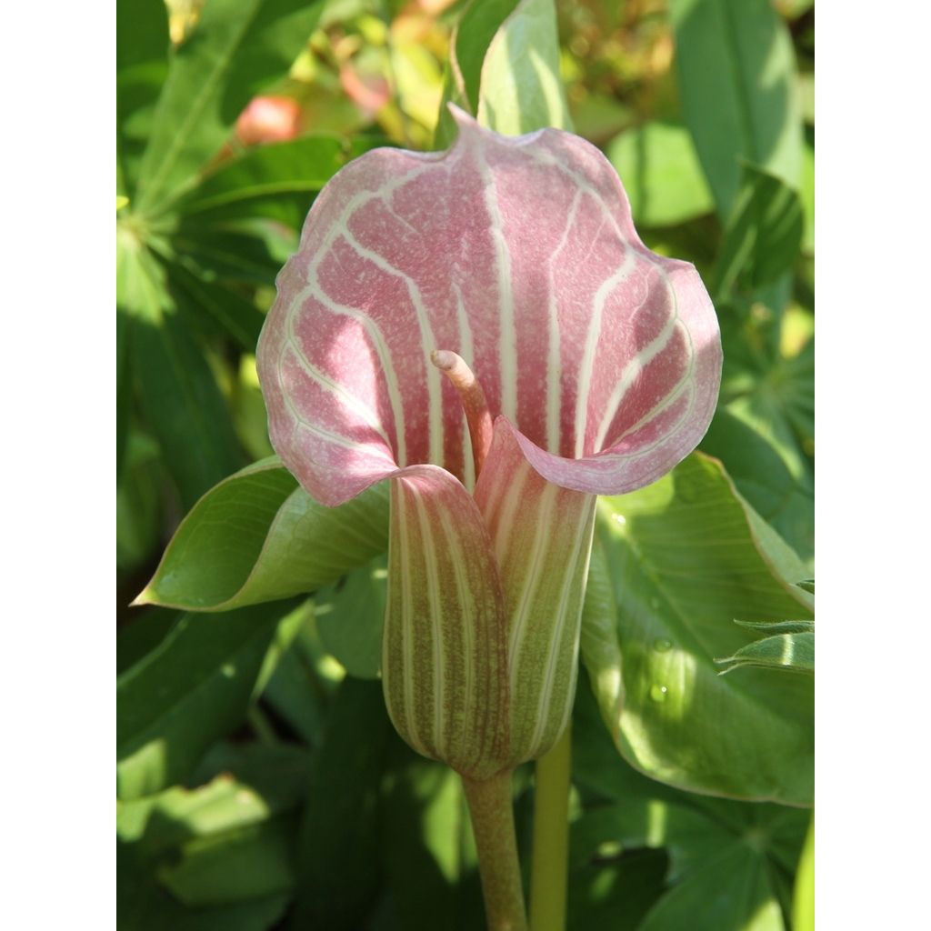 Arisaema candidissimum - Feuerkolben