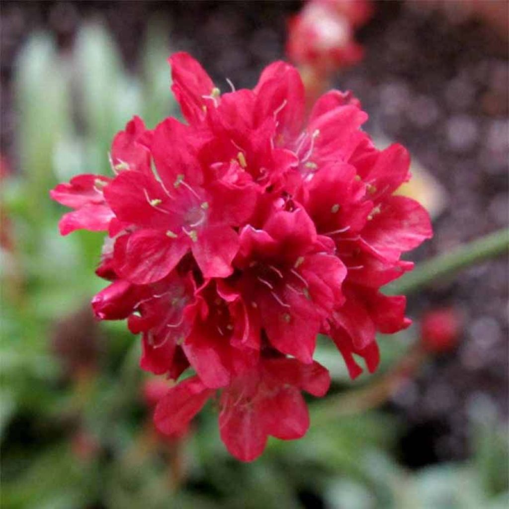 Armeria pseudarmeria Ballerina Red - Strand-Grasnelke