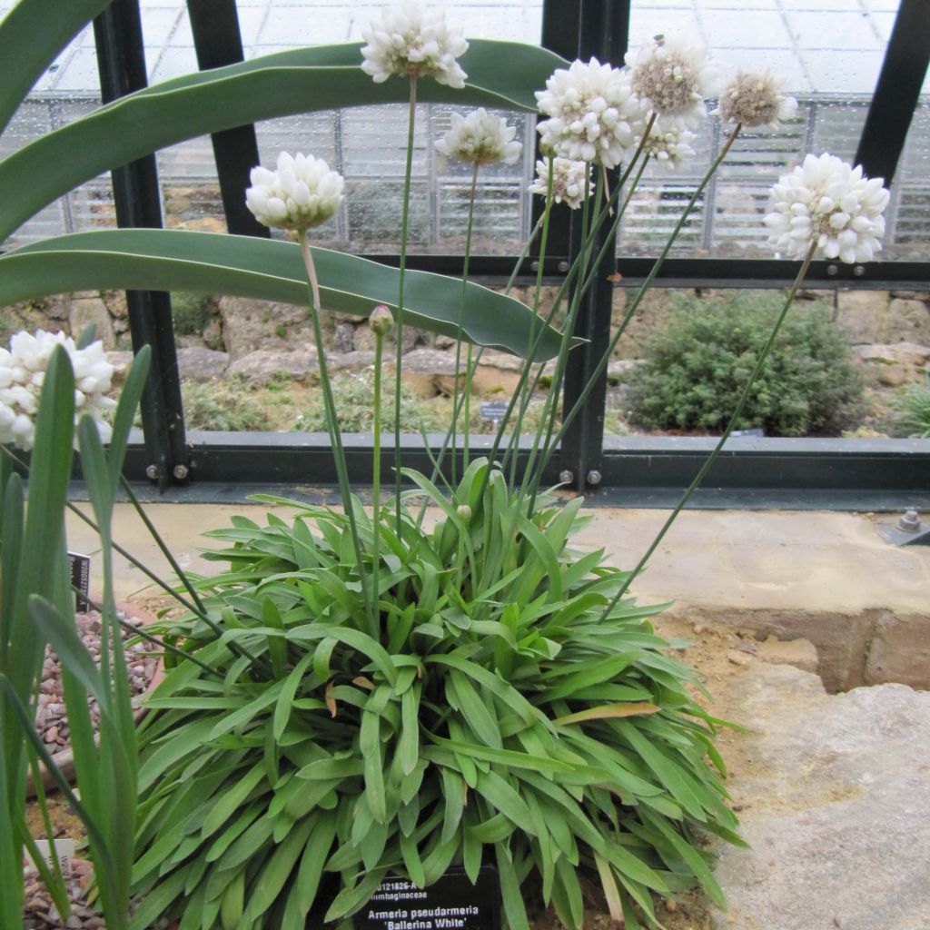 Armeria pseudarmeria Ballerina White - Strand-Grasnelke