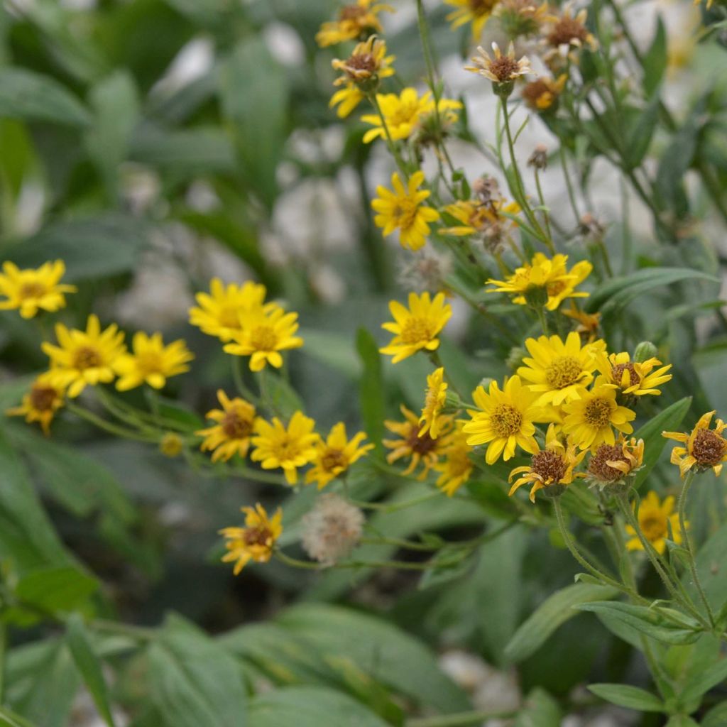 Arnika - Ferme de Sainte Marthe - Arnica montana