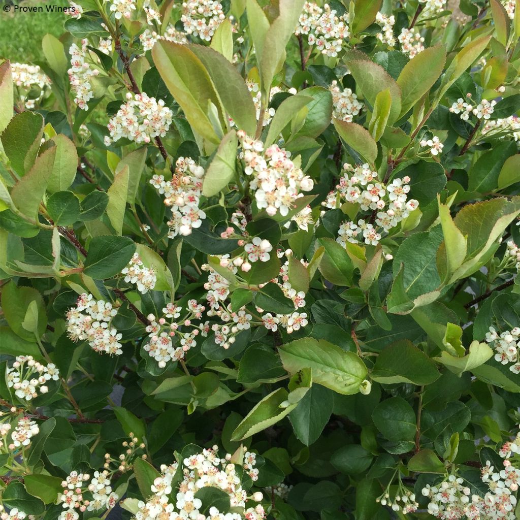 Apfelbeere Revontuli Hedger - Aronia melanocarpa