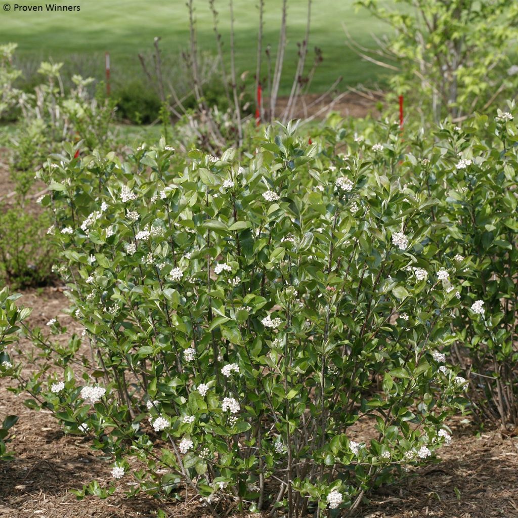 Aronia melanocarpa REVONTULI® HEDGER Proven Winners®