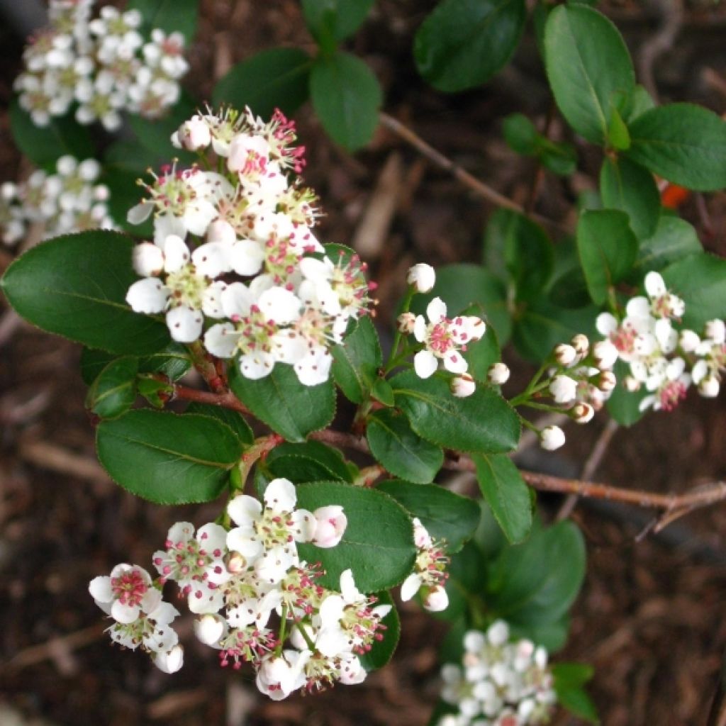 Pflaumenblättrige Apfelbeere Viking - Aronia