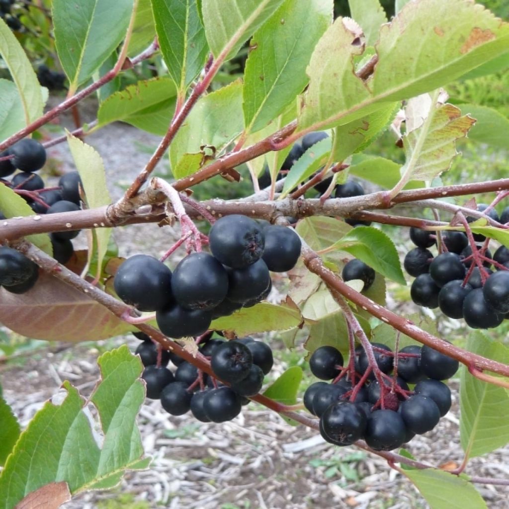 Pflaumenblättrige Apfelbeere Viking - Aronia