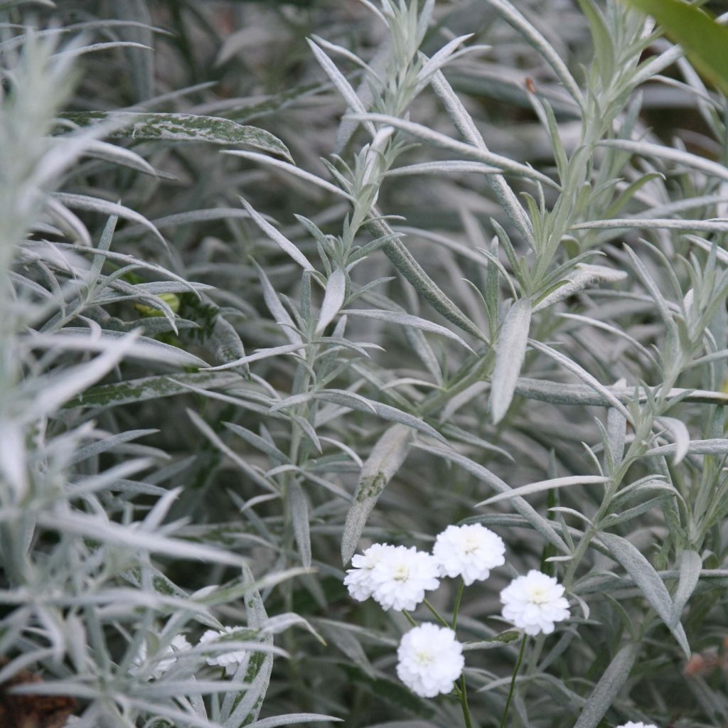 Silbriger Beifuß Silver Queen - Artemisia ludoviciana