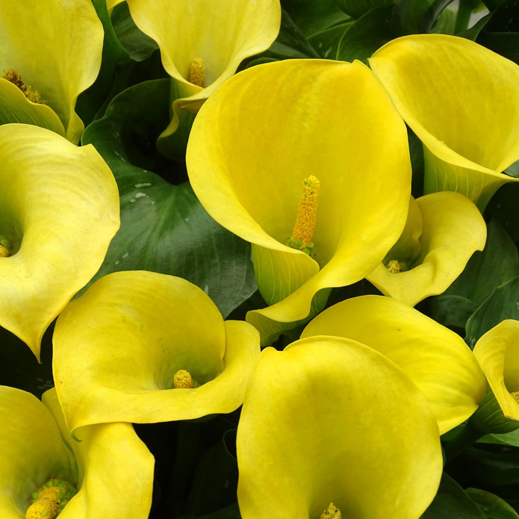 Zantedeschia Solfatare - Calla