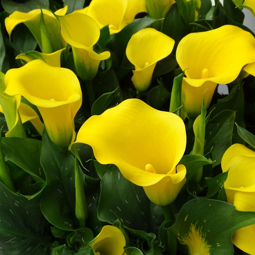 Arum ou Calla jaune - Zantedeschia Solfatare