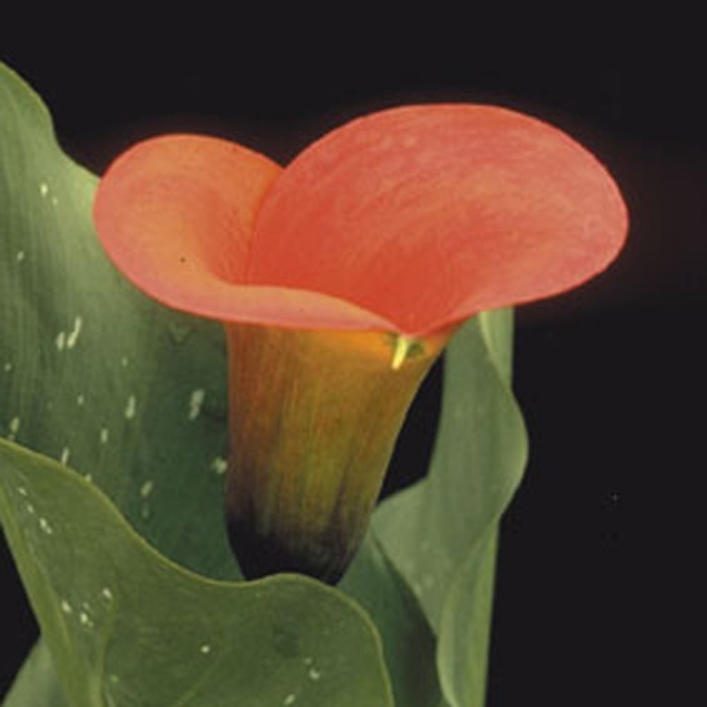 Zantedeschia Mango - Calla