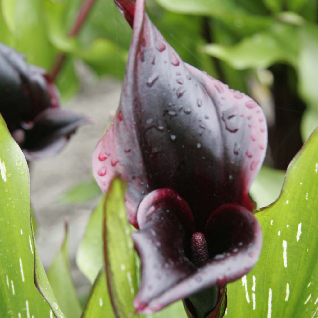 Zantedeschia Schwartzwalder - Calla