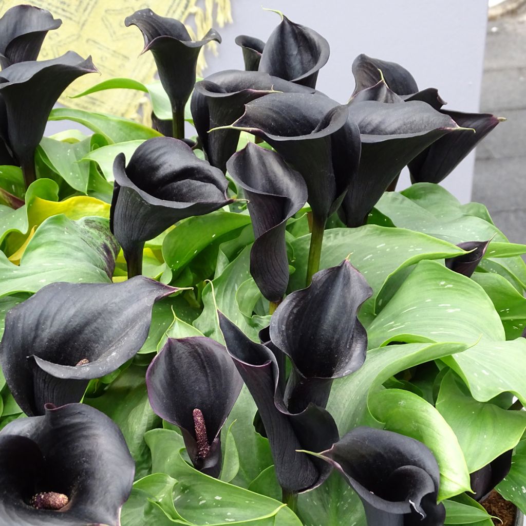 Arum ou Calla noir - Zantedeschia Schwartzwalder