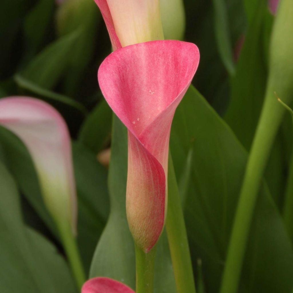 Zantedeschia Rehmanii - Calla