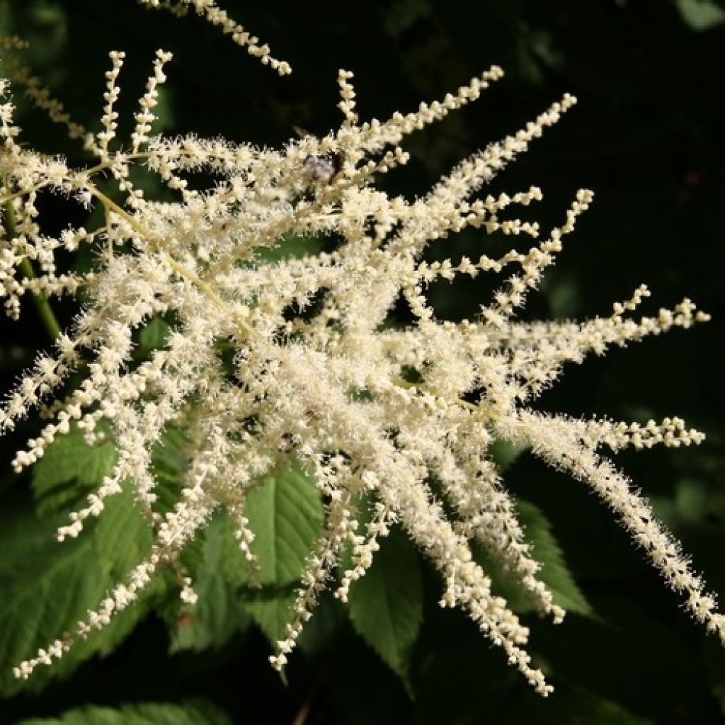 Aruncus dioïcus sylvestris - Wald-Geissbart