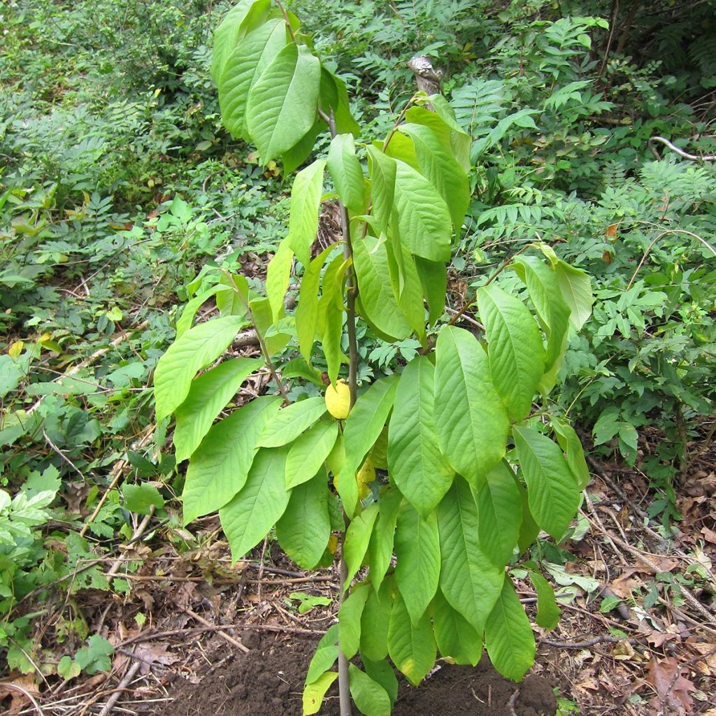 Papau Prolific - Asimina triloba