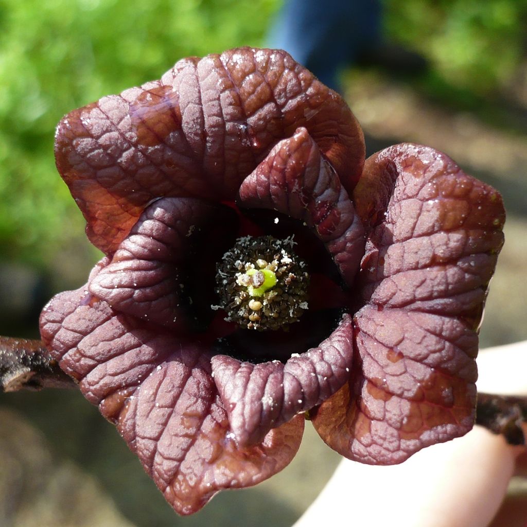 Papau Prolific - Asimina triloba