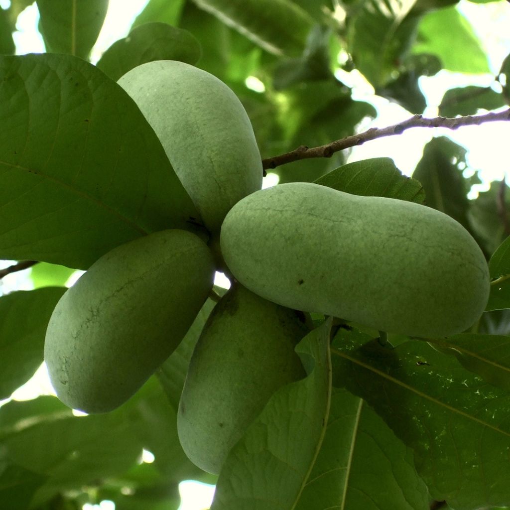 Papau Prolific - Asimina triloba