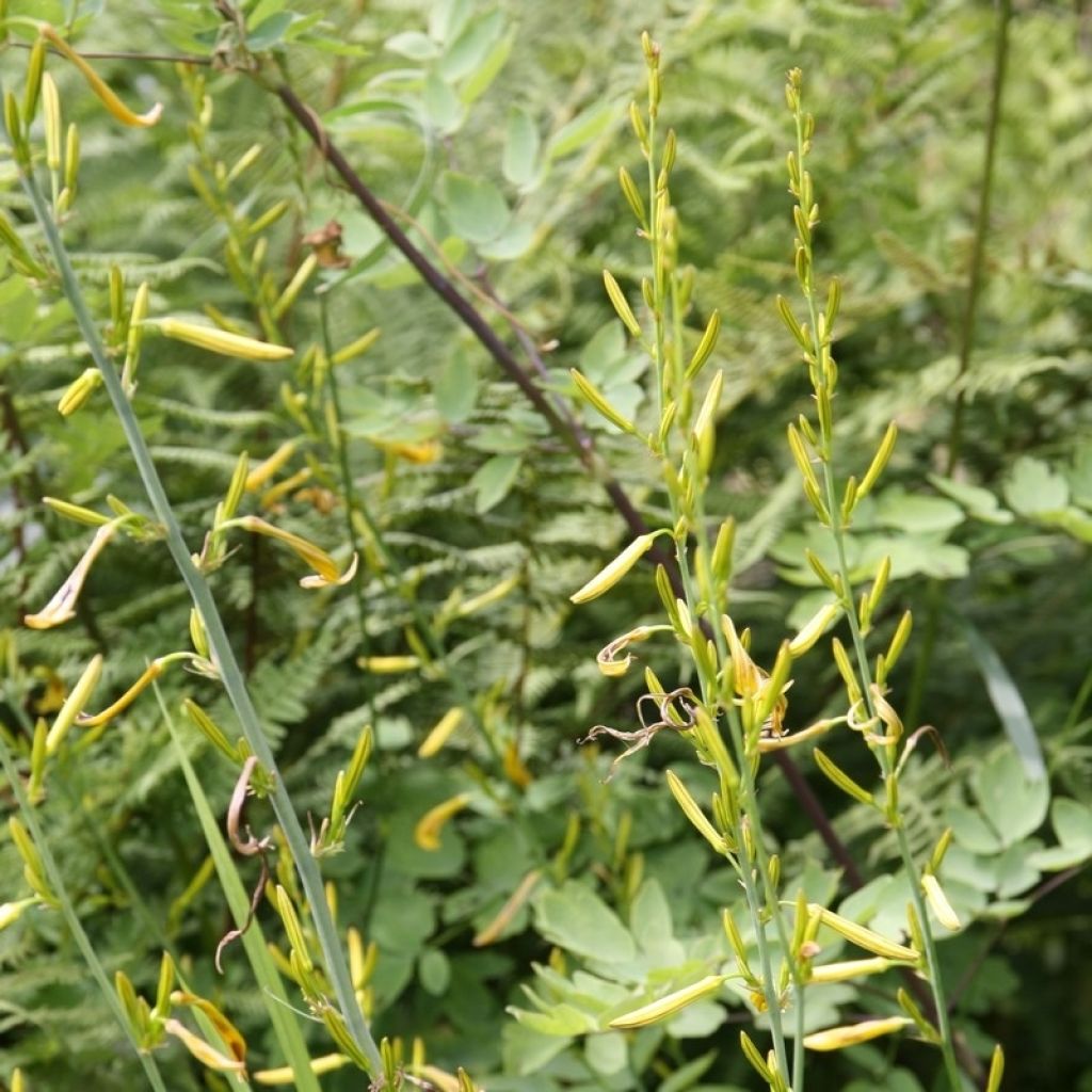 Asphodeline liburnica - Liburnischer Affodill