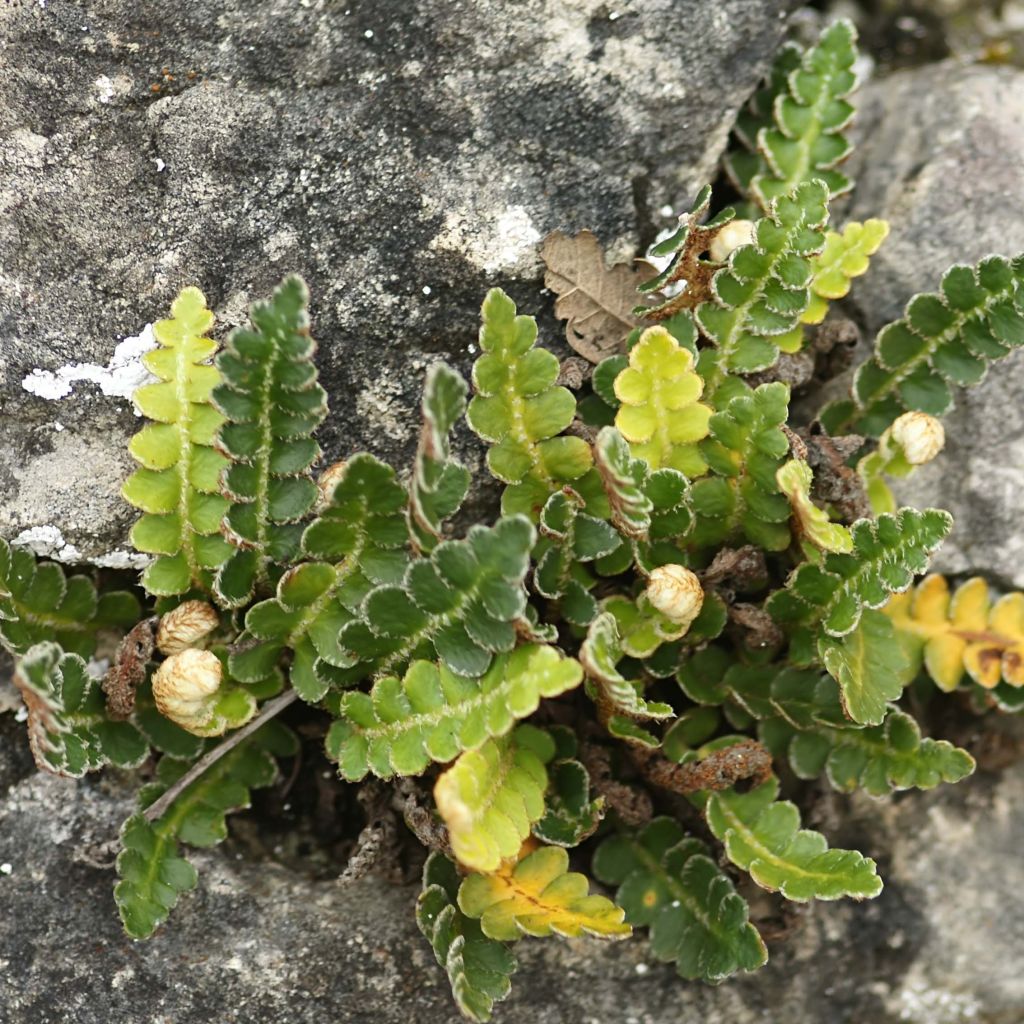 Asplenium ceterach - Schriftfarn