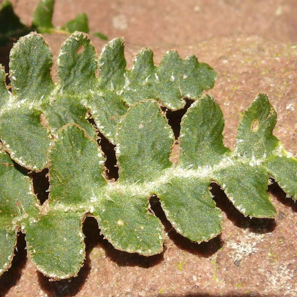 Asplenium ceterach - Schriftfarn