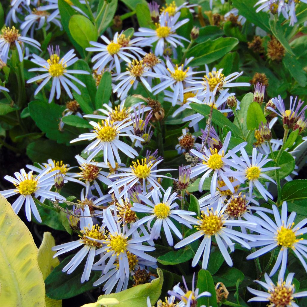 Aster ageratoides Adustus Nanus - Ageratum-ähnliche Aster