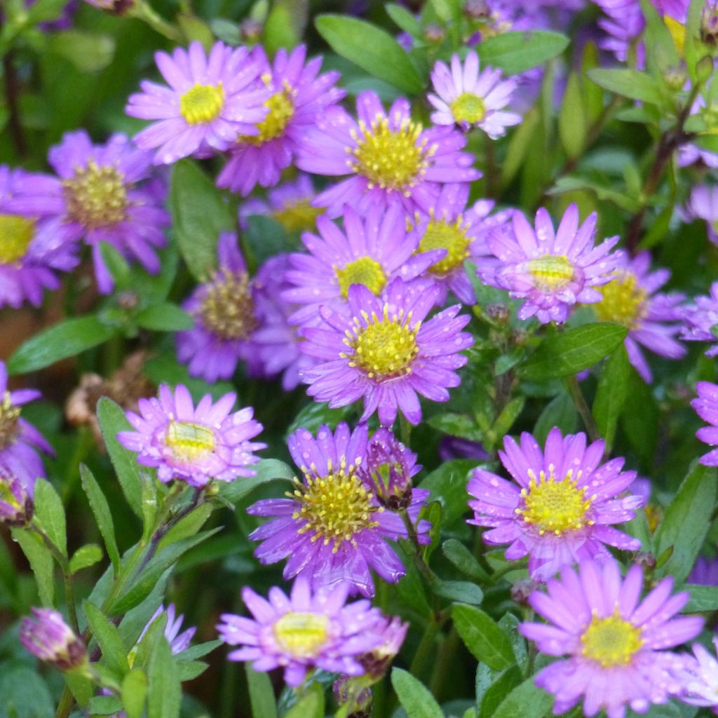 Aster ageratoides Ezo Murasaki - Ageratum-ähnliche Aster