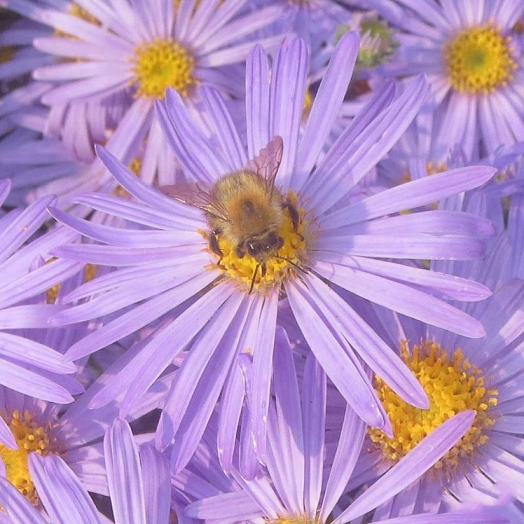 Aster amellus Blue King - Berg-Aster