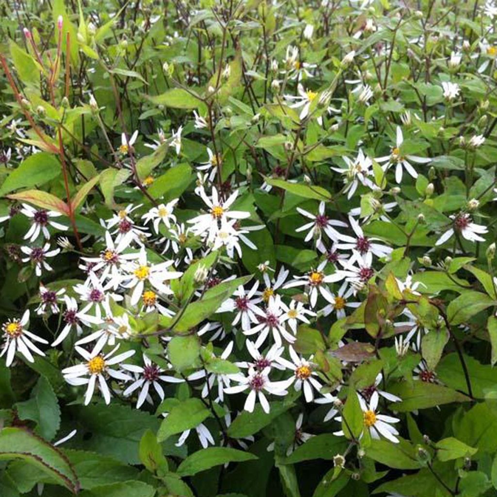 Aster divaricatus - Weiße Wald-Aster