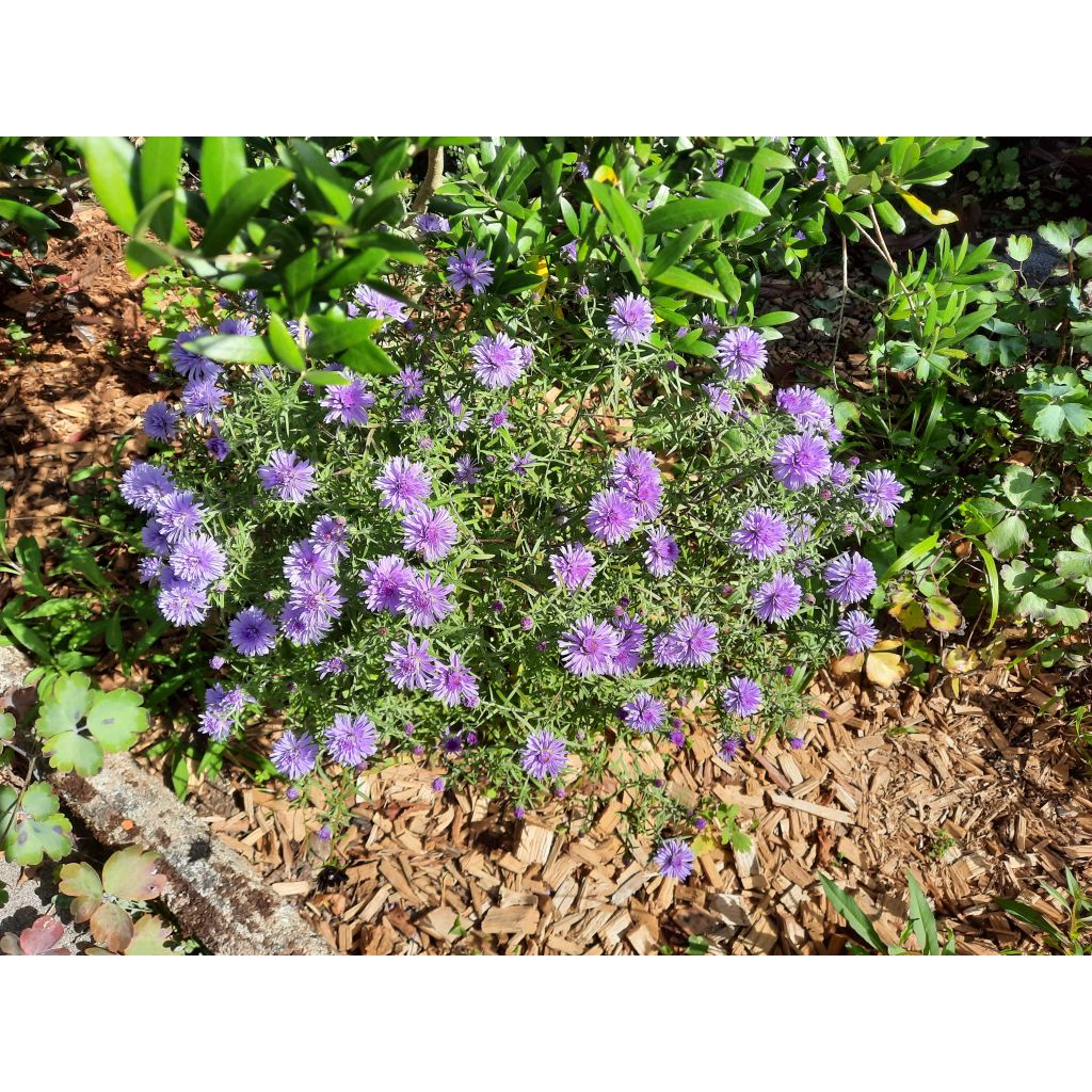 Aster dumosus Lady In Blue - Kissen-Aster