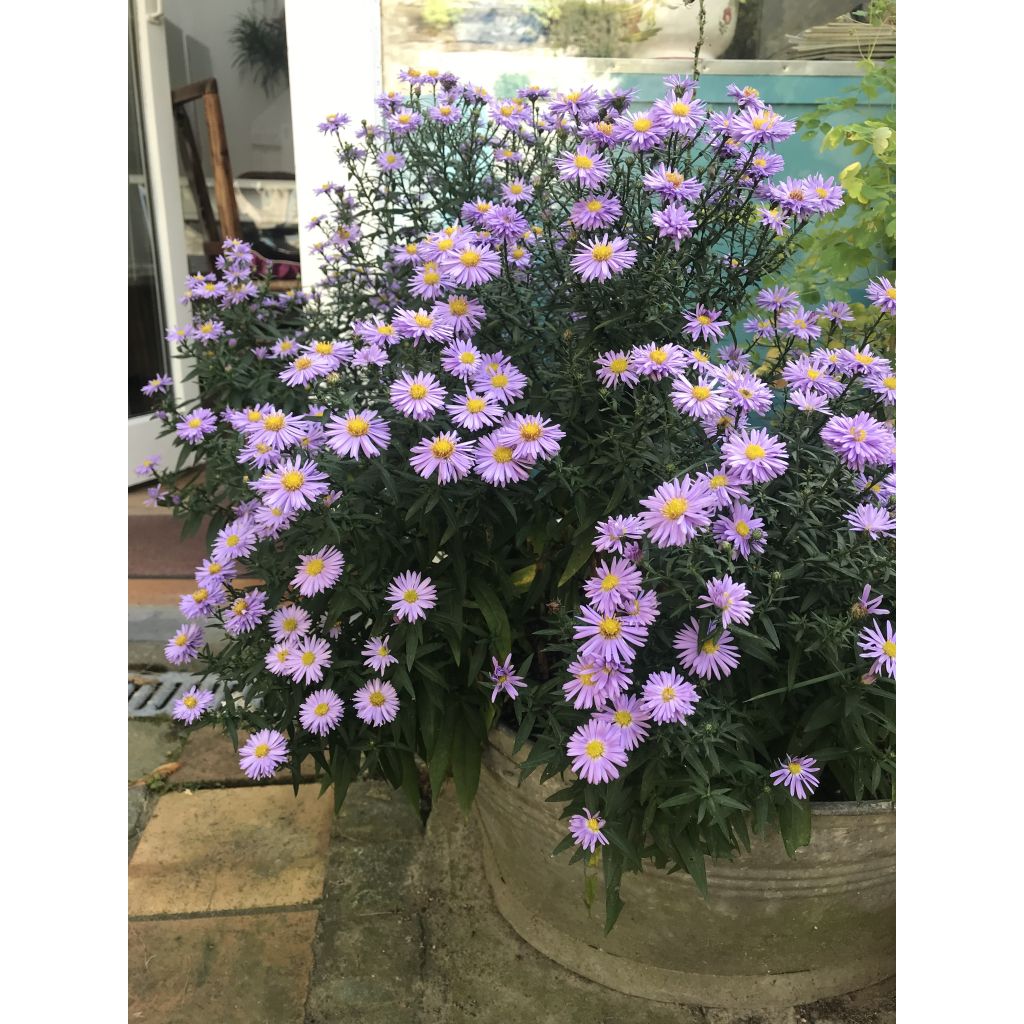 Aster dumosus Professeur Anton Kippenberg - Kissen-Aster