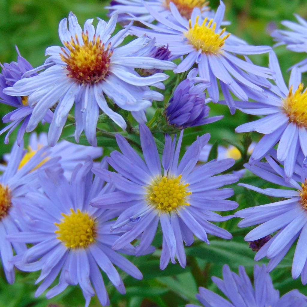 Aster dumosus Professeur Anton Kippenberg - Kissen-Aster