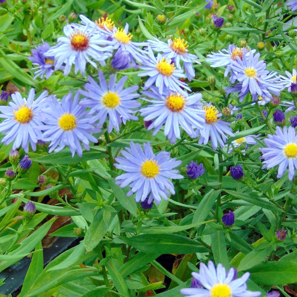 Aster dumosus Professeur Anton Kippenberg - Kissen-Aster