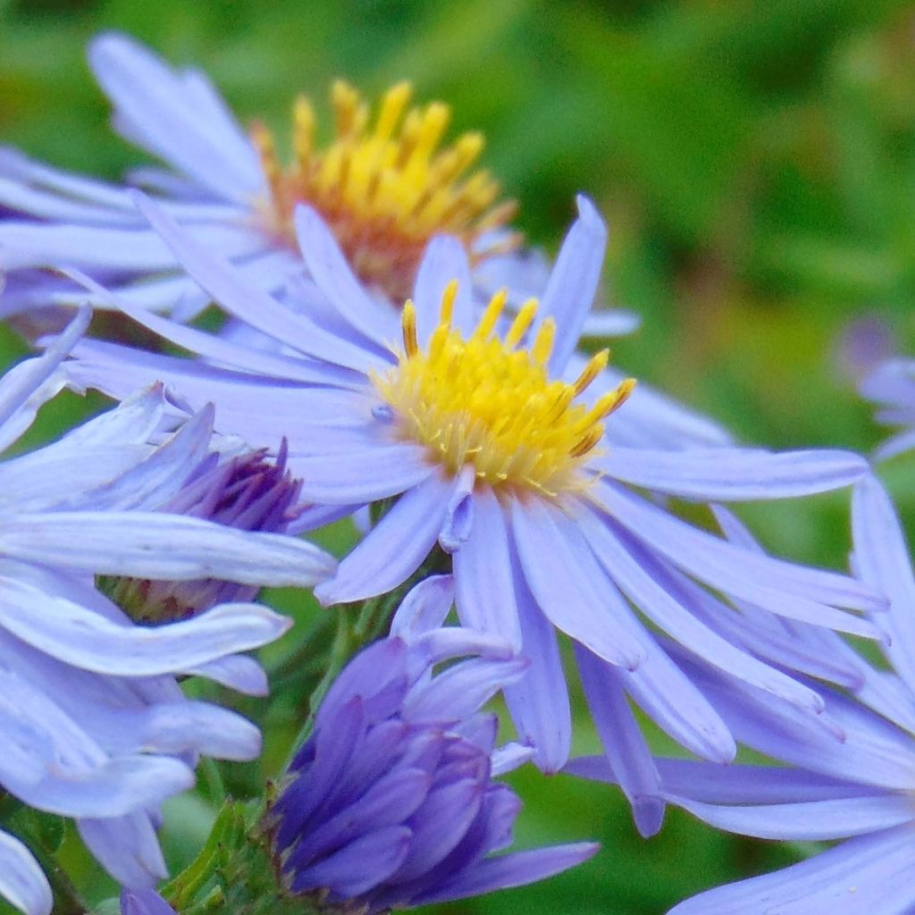 Aster dumosus Professeur Anton Kippenberg - Kissen-Aster