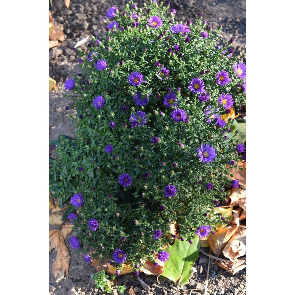 Aster dumosus Samoa - Kissen-Aster