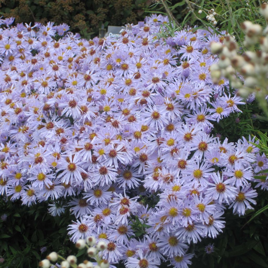 Aster dumosus Silberblaukissen - Kissen-Aster