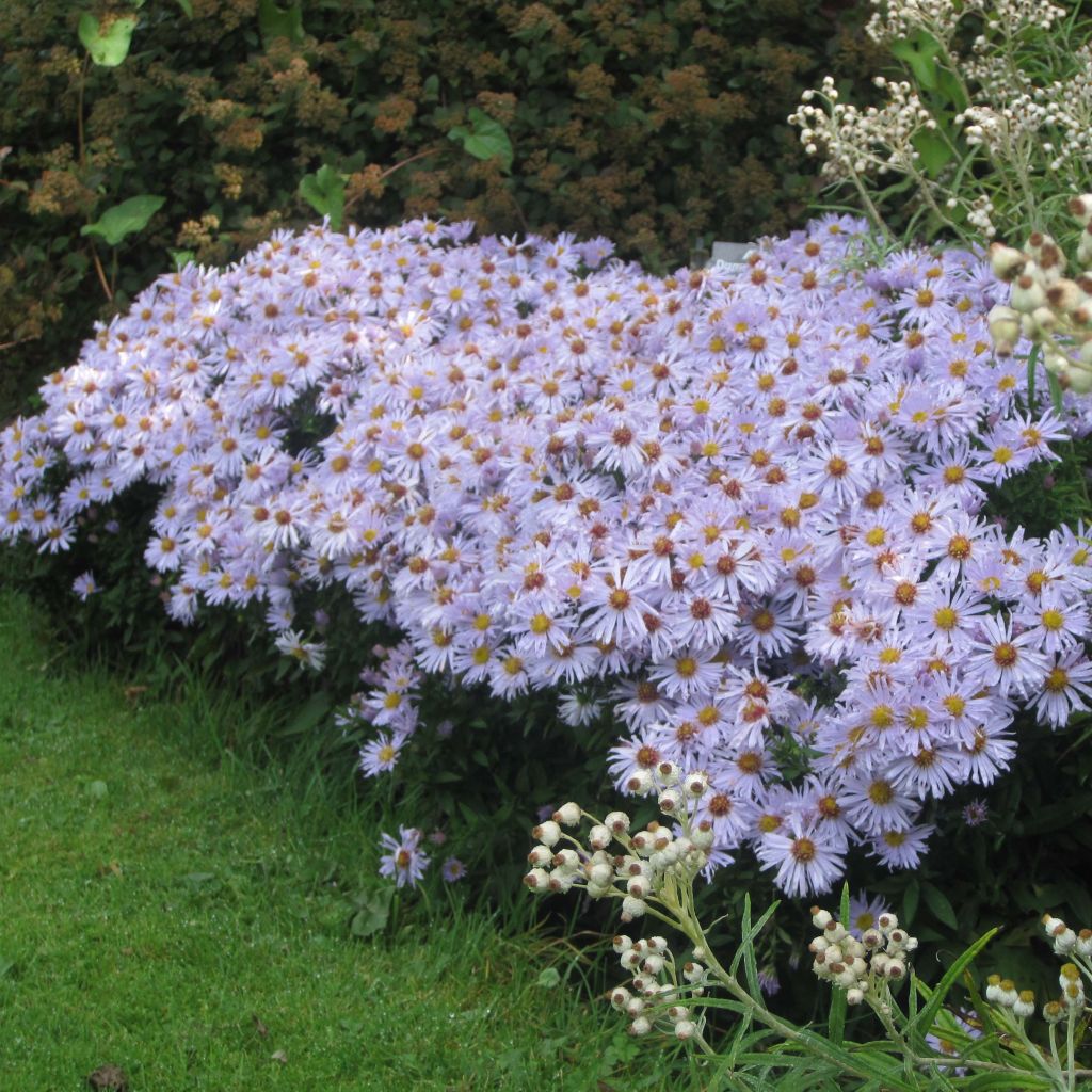 Aster dumosus Silberblaukissen - Kissen-Aster