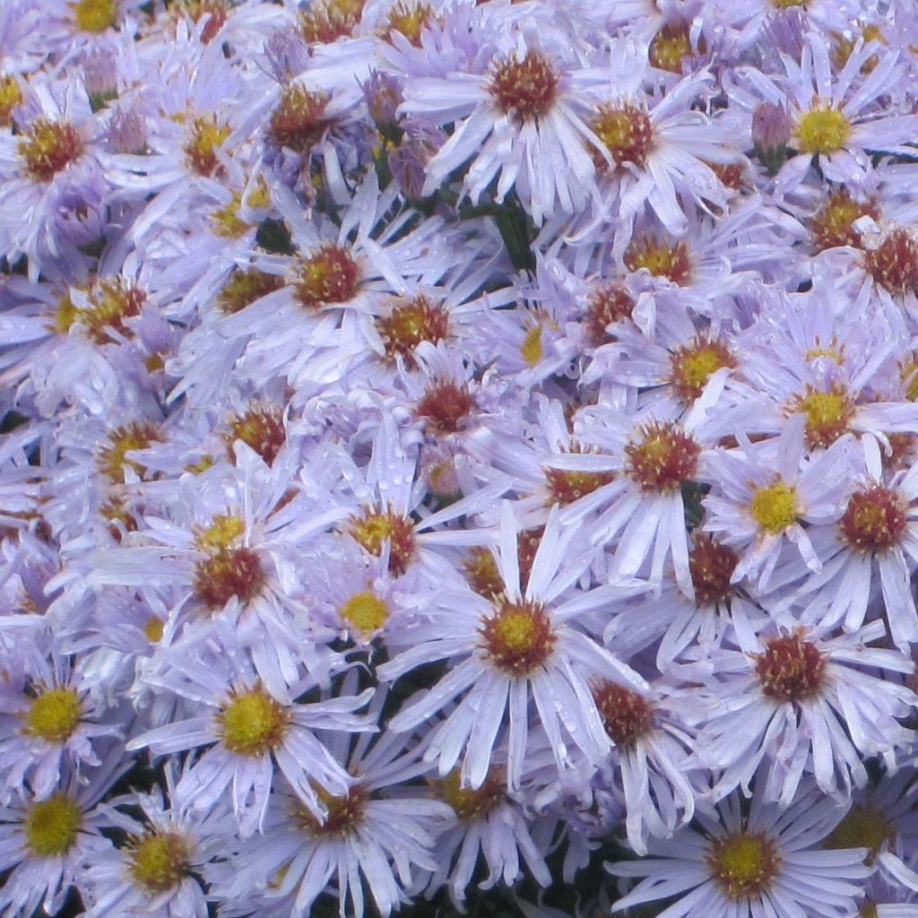 Aster dumosus Silberblaukissen - Kissen-Aster