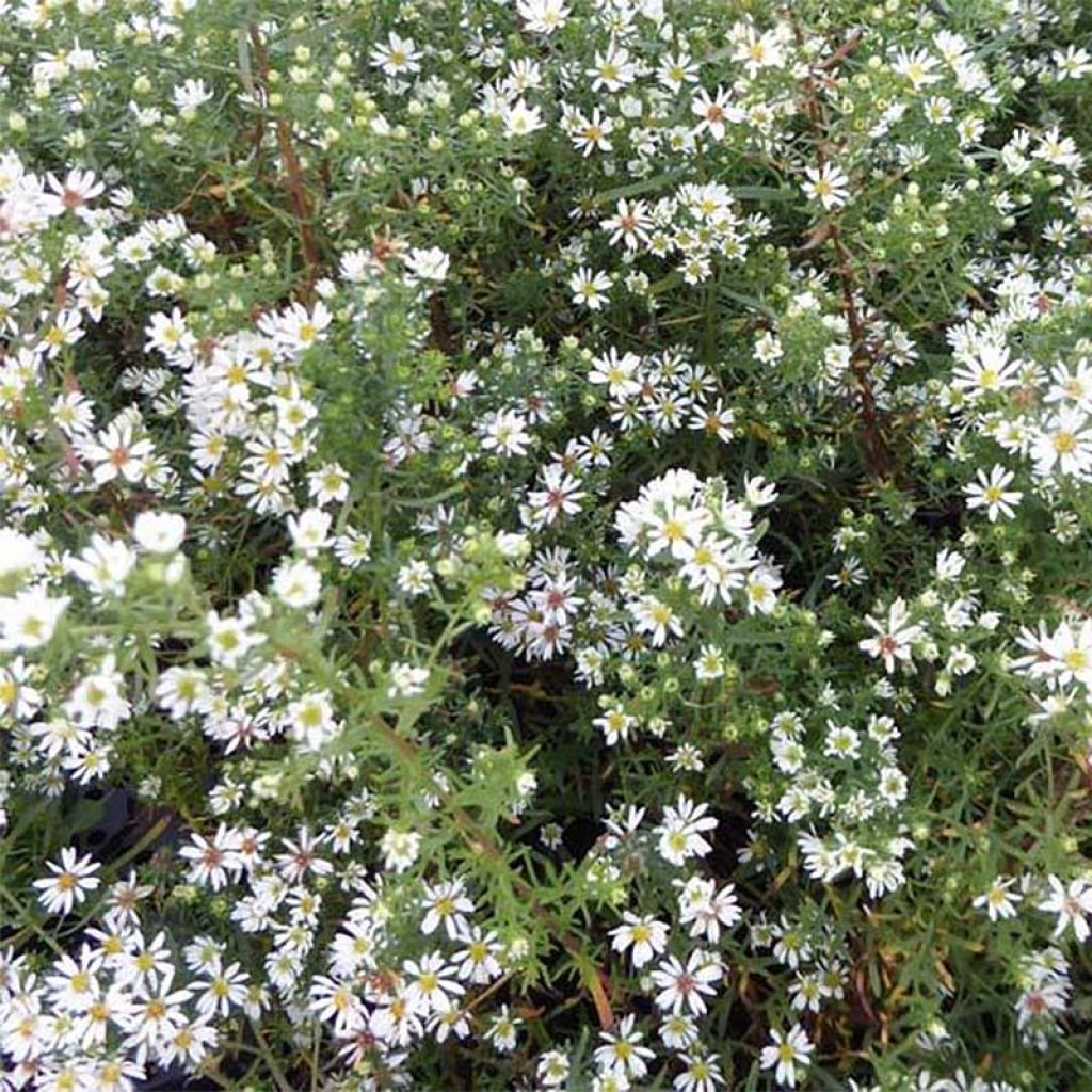 Aster ericoïdes Schneetanne - Myrten Aster