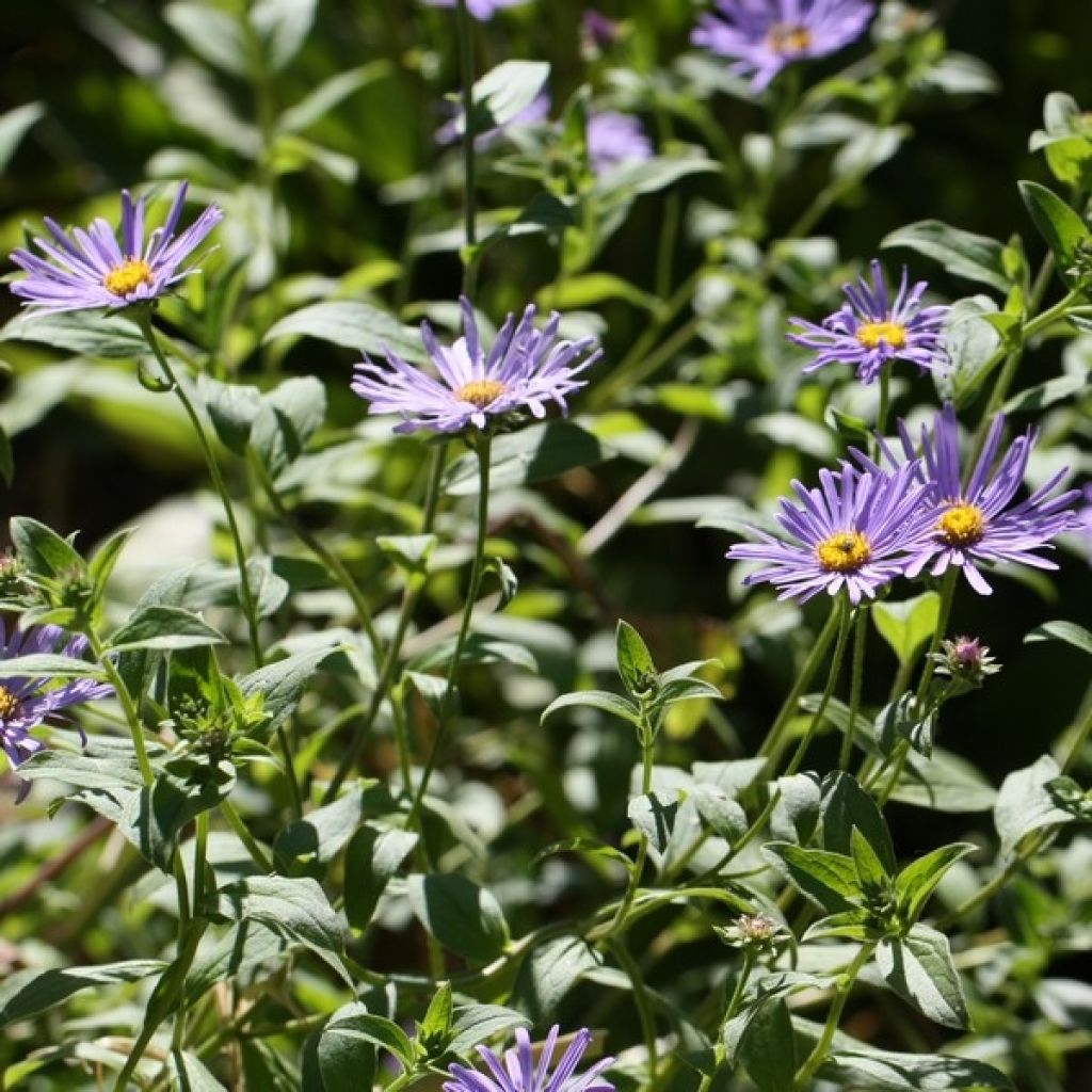 Aster frikartii Mönch - Sommer-Aster