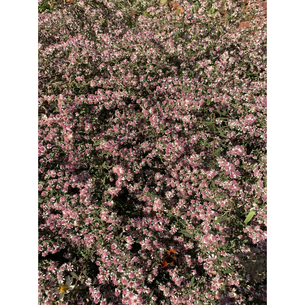 Aster lateriflorus Lady In Black - Herbstaster